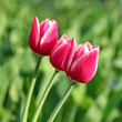 Foto: Pink Tulips. Pink Tulips.