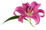 Rosa Lilie vor weissem Hintergrund