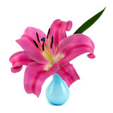 Rosa Lilie in blauer Vase