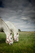 Two horses grazing in  field
