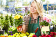 Photo: Florists woman working with flowers at a greenhouse. Florists woman working with flowers at a greenhouse.