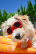 Hund Mit Sonnenbrille