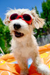 Hund mit Sonnenbrille