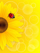 Sunflower and ladybird on yellow background.