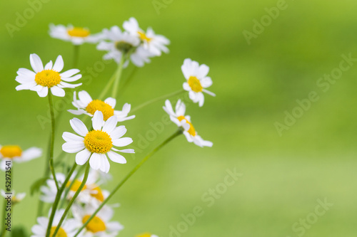 Photo: kamilleblüten kamilleblüten