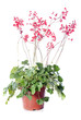 Photo: Heuchera sanguinea Heuchera sanguinea