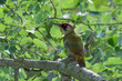 Male green woodpecker on a tree branch