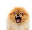 Little angry spitz