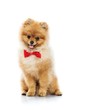 Little funny spitz with bow tie