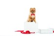 Little funny spitz with bow tie inside gift box