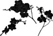 Vector: three orchid branches silhouettes set three orchid branches silhouettes set