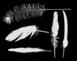 five grey feathers on black background