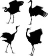illustration with four dancing cranes