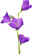 Vector: lilac campanula flower isolated on white lilac campanula flower isolated on white