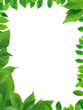 Green Leaves Frame