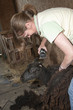 Sheep shearing woman shears a Welsh Black