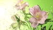 Blossom pink flower under raindrops on green background
