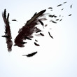 Black wings