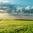 Foto: green field and clouds over it in sunset green field and clouds over it in sunset