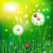 grass and ladybug