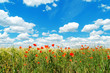 Foto: red poppies on field and clouds over it red poppies on field and clouds over it