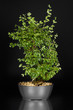 Bonsai vor dunklem Hintergrund auf Spiegelfläche