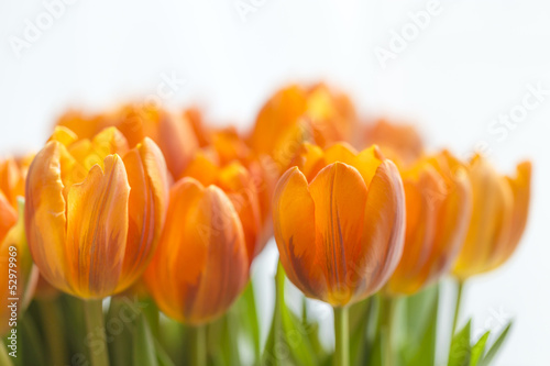 Photo: Gelbe Tulpen vor weissem Hintergrund Gelbe Tulpen vor weissem Hintergrund