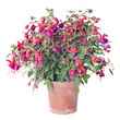 Photo: Fuchsia Fuchsia