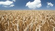 Wheat field and clouds