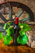 A bottle of wine on the background of the vine