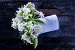 Foto: Jasmine Flower Jasmine Flower