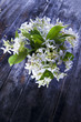 Foto: Jasmine Flower Jasmine Flower