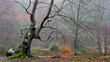twisted tree in forest