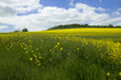 Rapeseed field