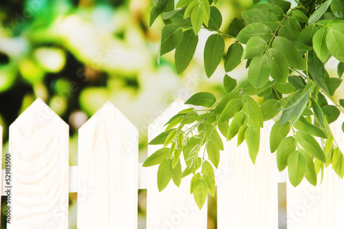 Photo: Green leaf near fence on bright background Green leaf near fence on bright background
