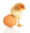 Photo: Little chicken with egg isolated on white Little chicken with egg isolated on white