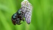 Gartenlaubkäfer - Phyllopertha horticola - Paarung