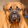 Photo: dog portrait close-up dog portrait close-up