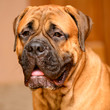 Photo: bullmastiff dog portrait bullmastiff dog portrait