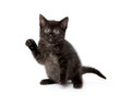 Photo: Cute black cat on white Cute black cat on white