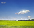 Beautiful summer landscape.