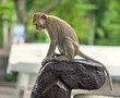 Photo: monkey sit on a stone monkey sit on a stone