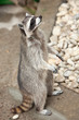 Photo: raccoon raccoon