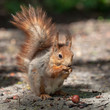 Photo: red squirrel red squirrel