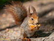 Photo: red squirrel red squirrel