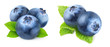 Fresh blueberries isolated on white