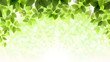 Vector: Summer branch with fresh green leaves Summer branch with fresh green leaves