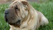 sharpei dog in park