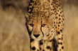 Gepard