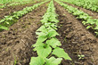 Young sunflower field